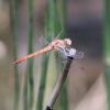 Sympetrum striolatum